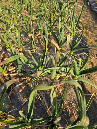 김광한님의 마늘 · 병해충상담 작성글 사진