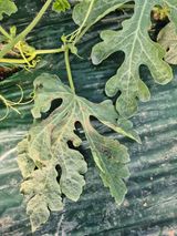 팜모닝 기타작물·병해충상담 게시글 이미지