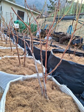 양배추10901님의 블루베리 · 병해충상담 작성글 사진