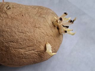 여동욱님의 감자 · 병해충상담 작성글 사진