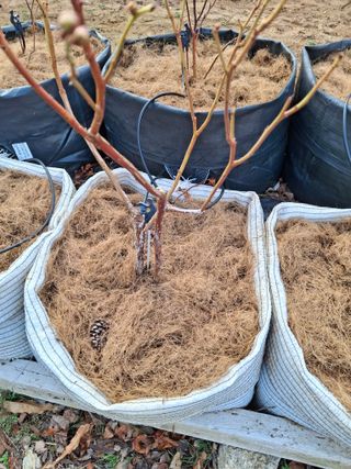 양배추10901님의 블루베리 · 병해충상담 작성글 사진