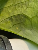 팜모닝 상추·병해충상담 게시글 이미지