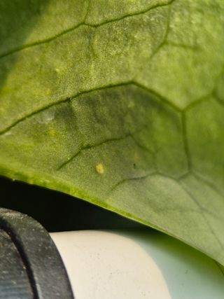 이지형님님의 상추 · 병해충상담 작성글 사진