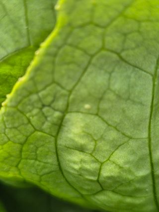 이지형님님의 상추 · 병해충상담 작성글 사진