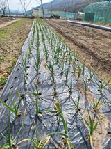 팜모닝 마늘·병해충상담 게시글 이미지