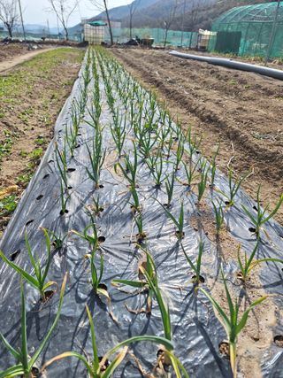 예언자님의 마늘 · 병해충상담 작성글 사진