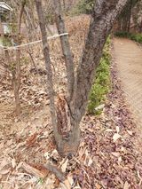 팜모닝 자두·병해충상담 게시글 이미지