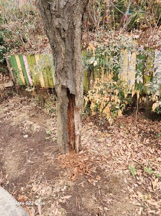 권혜경님의 자두 · 병해충상담 작성글 사진