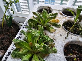 이용주님의 배추 · 병해충상담 작성글 사진