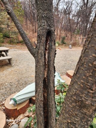 권혜경님의 자두 · 병해충상담 작성글 사진