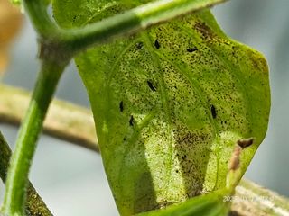 이용주님의 고추 · 병해충상담 작성글 사진