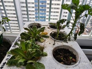 이용주님의 배추 · 병해충상담 작성글 사진