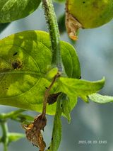 팜모닝 고추·병해충상담 게시글 이미지