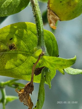 이용주님의 고추 · 병해충상담 작성글 사진