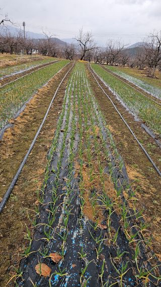 배성은365님의 마늘 · 병해충상담 작성글 사진