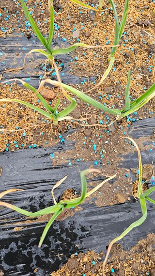 배성은365님의 마늘 · 병해충상담 작성글 사진