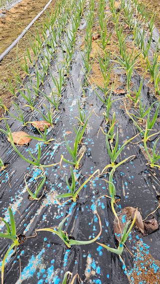 배성은365님의 마늘 · 병해충상담 작성글 사진