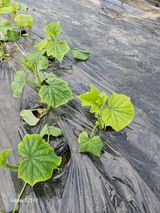 팜모닝 오이·병해충상담 게시글 이미지