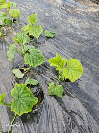 j97718520님의 오이·병해충상담 작성글 사진
