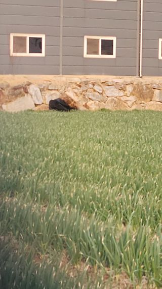 박찬흥님의 파 · 병해충상담 작성글 사진