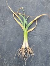 팜모닝 마늘·병해충상담 게시글 이미지