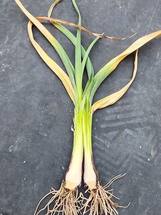 공명호님의 마늘 · 병해충상담 작성글 사진