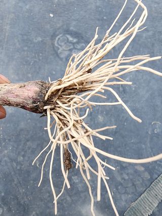 공명호님의 마늘 · 병해충상담 작성글 사진