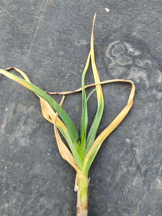 공명호님의 마늘 · 병해충상담 작성글 사진