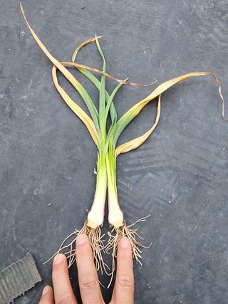 공명호님의 마늘 · 병해충상담 작성글 사진