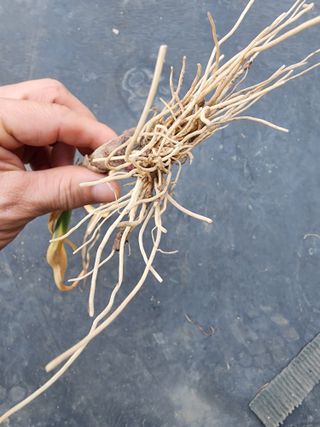 공명호님의 마늘 · 병해충상담 작성글 사진