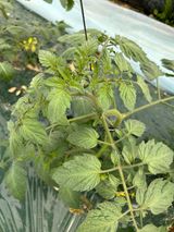 팜모닝 토마토·병해충상담 게시글 이미지