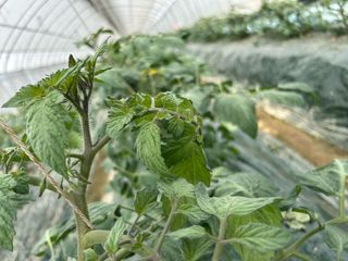 님의 토마토 · 병해충상담 작성글 사진