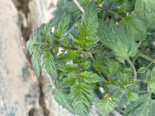 님의 토마토 · 병해충상담 작성글 사진