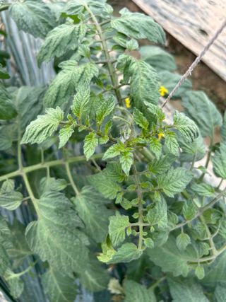 님의 토마토 · 병해충상담 작성글 사진