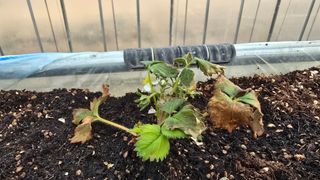 백두석님의 딸기 · 병해충상담 작성글 사진