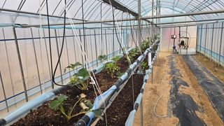 백두석님의 딸기 · 병해충상담 작성글 사진