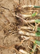 팜모닝 마늘·병해충상담 게시글 이미지