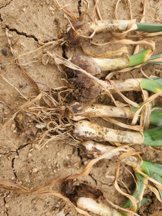 최병동님의 마늘 · 병해충상담 작성글 사진