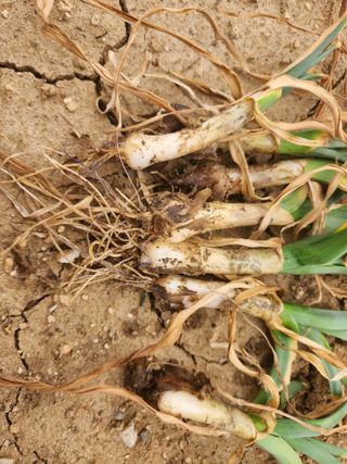 최병동님의 마늘 · 병해충상담 작성글 사진