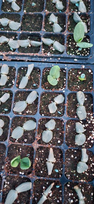 김홍겸님의 호박 · 병해충상담 작성글 사진