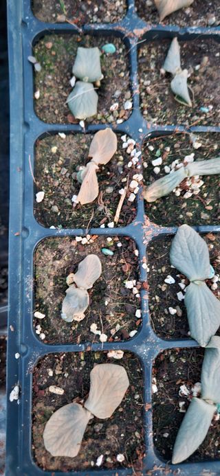 김홍겸님의 호박 · 병해충상담 작성글 사진