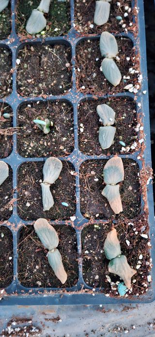 김홍겸님의 호박 · 병해충상담 작성글 사진