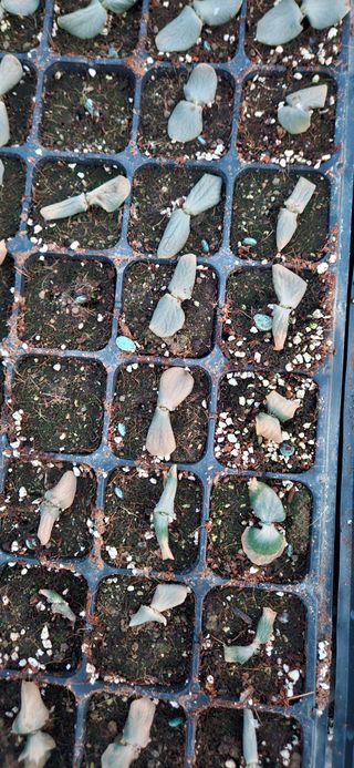 김홍겸님의 호박 · 병해충상담 작성글 사진