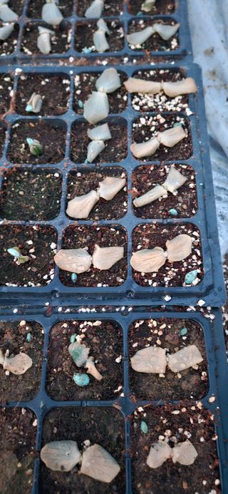 김홍겸님의 호박 · 병해충상담 작성글 사진