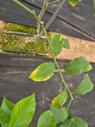 블루포맨님의 기타작물 · 병해충상담 작성글 사진