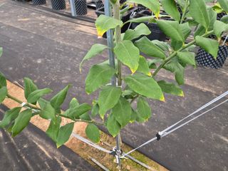 블루포맨님의 기타작물 · 병해충상담 작성글 사진