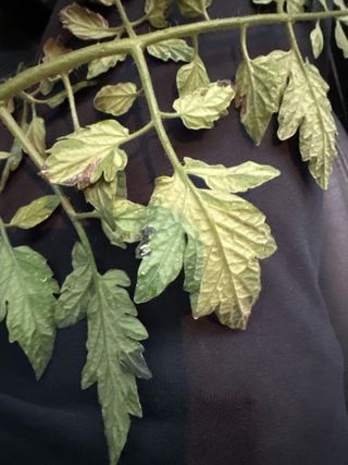 푸른하늘보리님의 토마토 · 병해충상담 작성글 사진