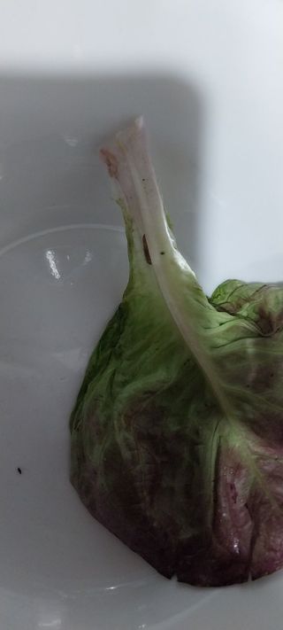 배선천님의 상추 · 병해충상담 작성글 사진