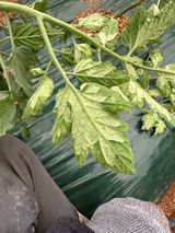 팜모닝 토마토·병해충상담 게시글 이미지