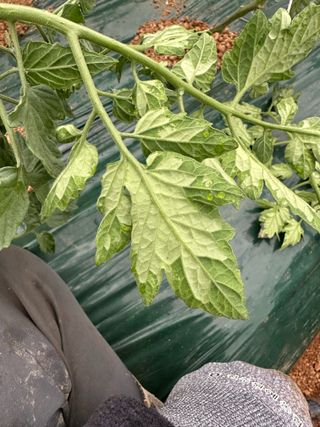 푸른하늘보리님의 토마토 · 병해충상담 작성글 사진